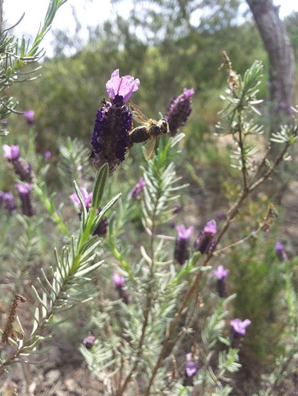 abeja en lavanda