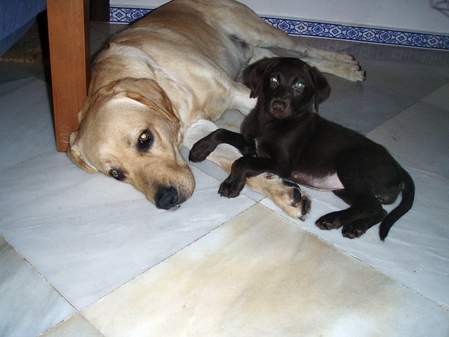 polo&loira