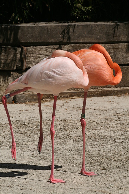 Zoo de Barcelona 03-04-11 483 Zoo de Barcelona 03-04-11 483