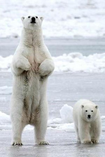 oso_polar_curiosoanimal_blogspot_com_(17)