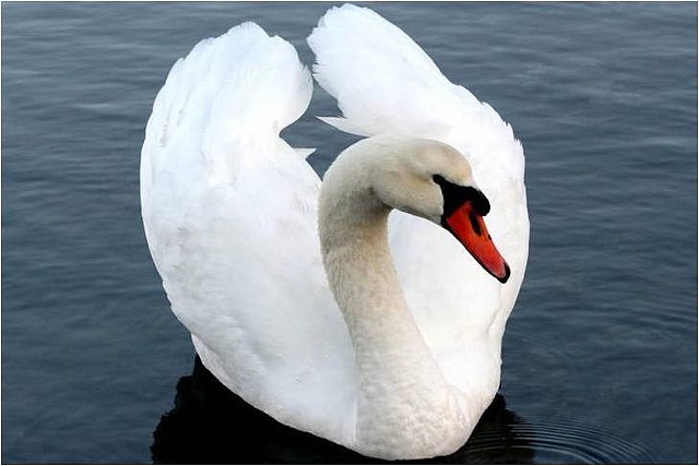 CISNE_BLANCO