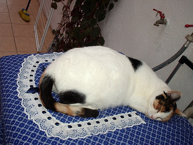 mi bb! mi bb!