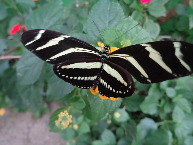 DSC01576 DSC01576