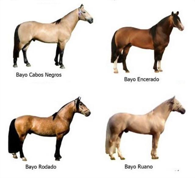 pelajes_de_caballos pelajes_de_caballos