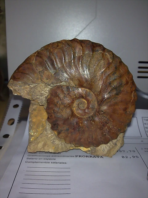 F Amo Semenorites Albiense Rusia F Amo Semenorites Albiense Rusia