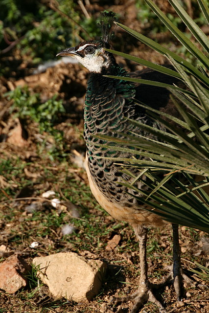 Zoo de Barcelona 23-01-11 072 Zoo de Barcelona 23-01-11 072