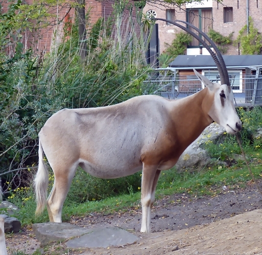 Oryx dammah 2 (24-9-18 Artis) Oryx dammah 2 (24-9-18 Artis)
