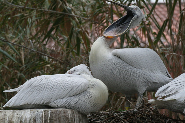 Zoo de Barcelona 28-01-11 026 Zoo de Barcelona 28-01-11 026