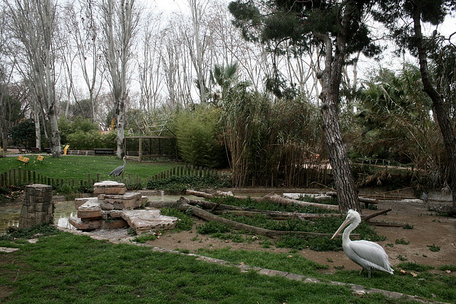Zoo de Barcelona 28-01-11 036 Zoo de Barcelona 28-01-11 036
