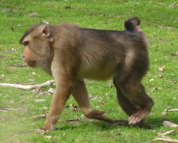 Macaca nemestrina (20-9-18 Burgers Zoo) Macaca nemestrina (20-9-18 Burgers Zoo)