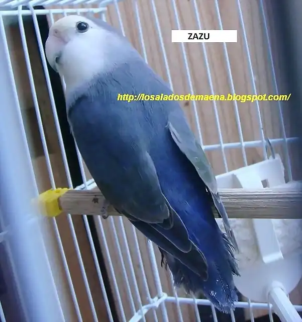 zazu