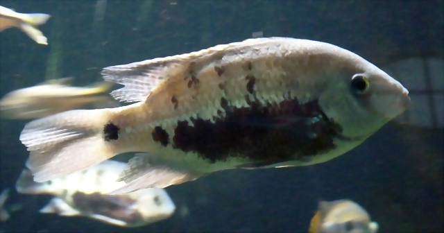 Herichthys pearsei Herichthys pearsei