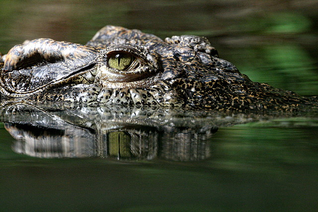 Zoo de Barcelona 03-04-11 130 Zoo de Barcelona 03-04-11 130