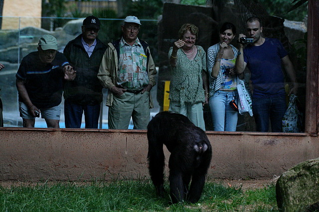 Zoo de Barcelona 31-05-11 248 Zoo de Barcelona 31-05-11 248
