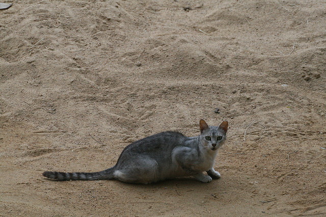 Zoo de Barcelona 31-05-11 280 Zoo de Barcelona 31-05-11 280