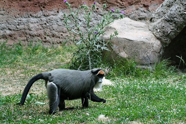 Zoo de Barcelona 31-05-11 052 Zoo de Barcelona 31-05-11 052