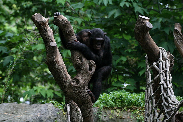 Zoo de Barcelona 31-05-11 236 Zoo de Barcelona 31-05-11 236
