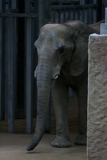 Zoo de Barcelona 31-05-11 309 Zoo de Barcelona 31-05-11 309