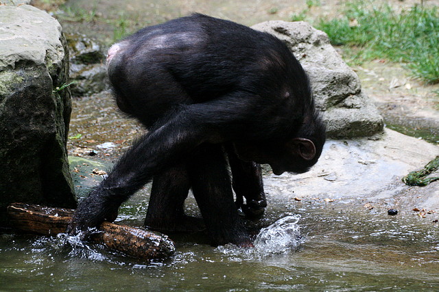 Zoo de Barcelona 31-05-11 135 Zoo de Barcelona 31-05-11 135
