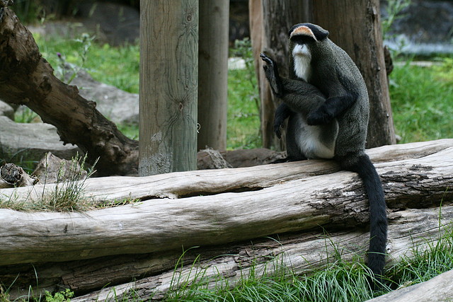 Zoo de Barcelona 31-05-11 094 Zoo de Barcelona 31-05-11 094