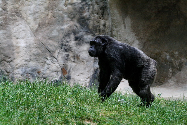 Zoo de Barcelona 31-05-11 166 Zoo de Barcelona 31-05-11 166