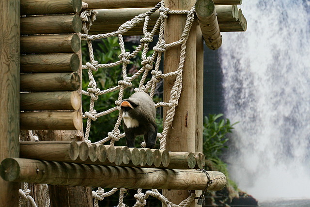 Zoo de Barcelona 31-05-11 105 Zoo de Barcelona 31-05-11 105