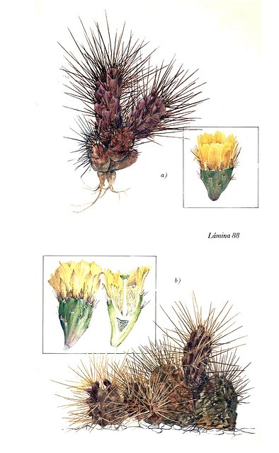 Platyopuntia sp