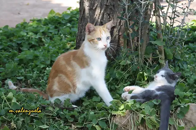 07, gatos jugando, marca2