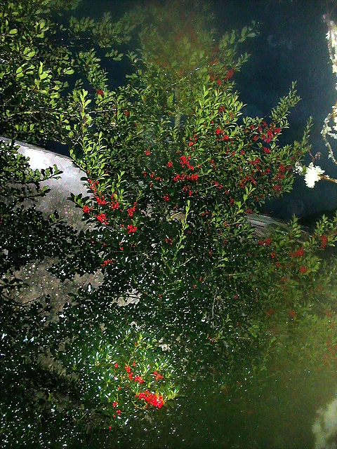 DSCN7253 DSCN7253