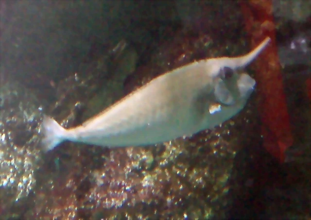 Naso annulatus (7-8-09 Aquarium de La Rochelle) Naso annulatus (7-8-09 Aquarium de La Rochelle)