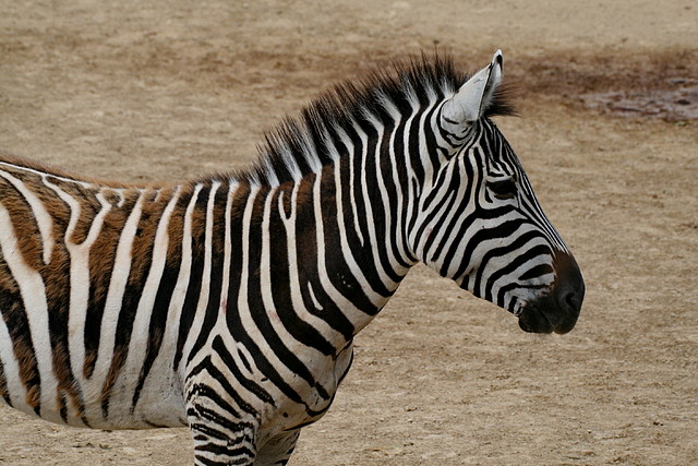 Zoo Halle 19-06-11 355 Zoo Halle 19-06-11 355