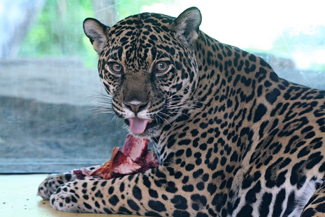Zoo Halle 19-06-11 591 Zoo Halle 19-06-11 591