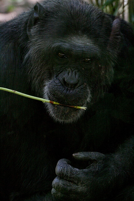 Zoo Halle 19-06-11 548 Zoo Halle 19-06-11 548