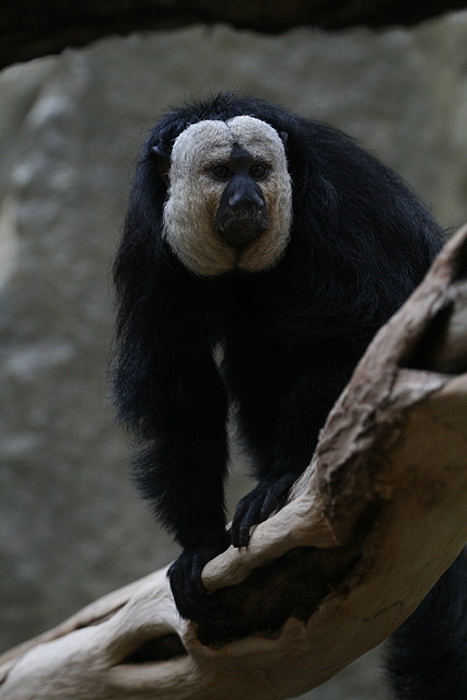 Zoo Halle 19-06-11 561 Zoo Halle 19-06-11 561