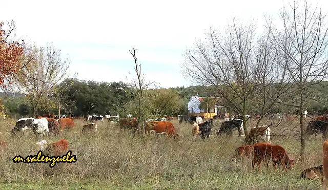 14, vacas en el llano, marca