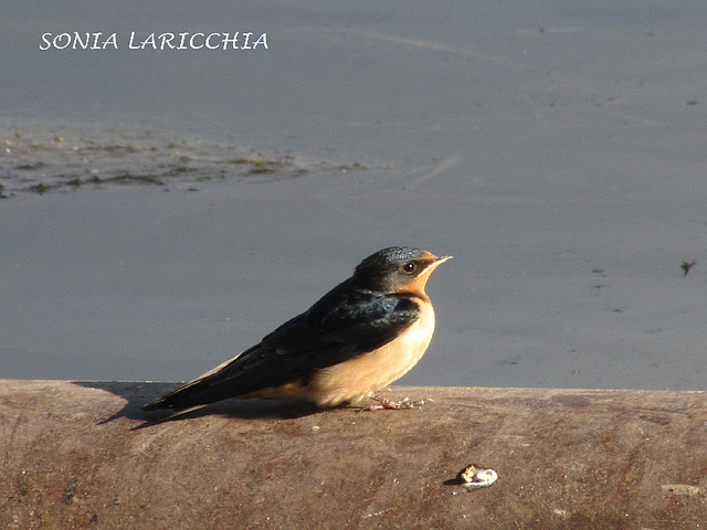 golondrina tijerita golondrina tijerita