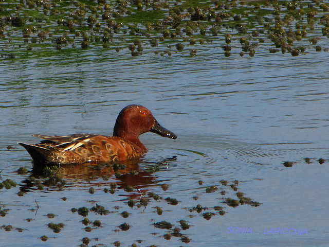 PATO COLORADO PATO COLORADO