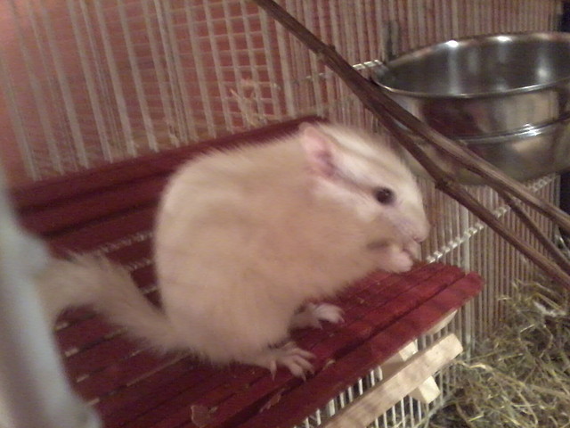ardi blanca hembra tigrilla 2 ardi blanca hembra tigrilla 2