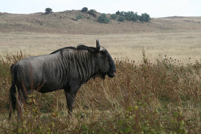 Lion Park i Rhino & Lion Nature Reserve 22-04-09 274 Lion Park i Rhino & Lion Nature Reserve 22-04-09 274