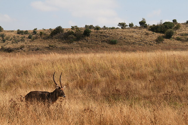 Lion Park i Rhino & Lion Nature Reserve 22-04-09 212 Lion Park i Rhino & Lion Nature Reserve 22-04-09 212
