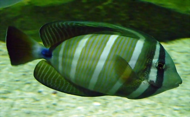 Zebrasoma veliferum 2 (22-7-17 Faunia) Zebrasoma veliferum 2 (22-7-17 Faunia)