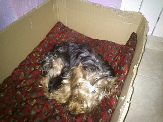 hijo de Simba   20 -12 -2012