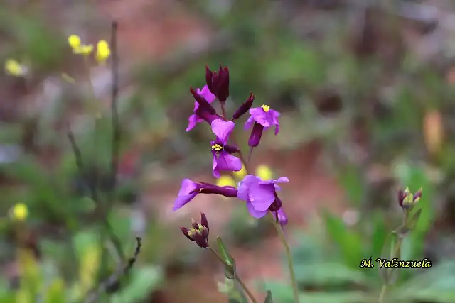 16, florecillas 3, marca