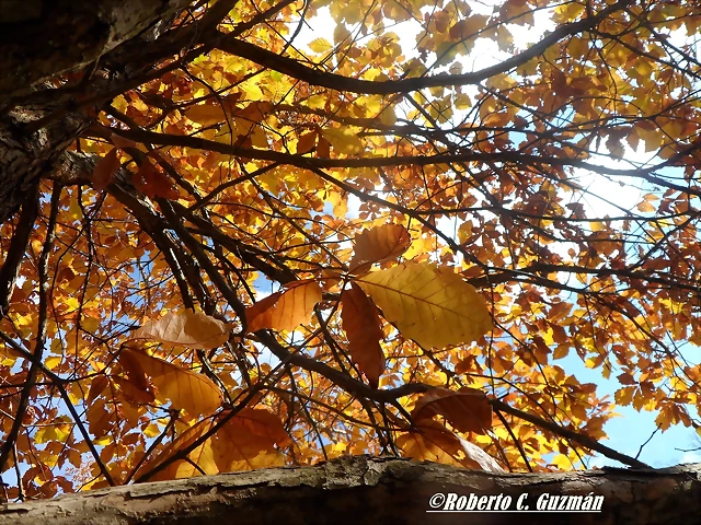 Quercus bicolor-SAM_2304 1 Quercus bicolor-SAM_2304 1