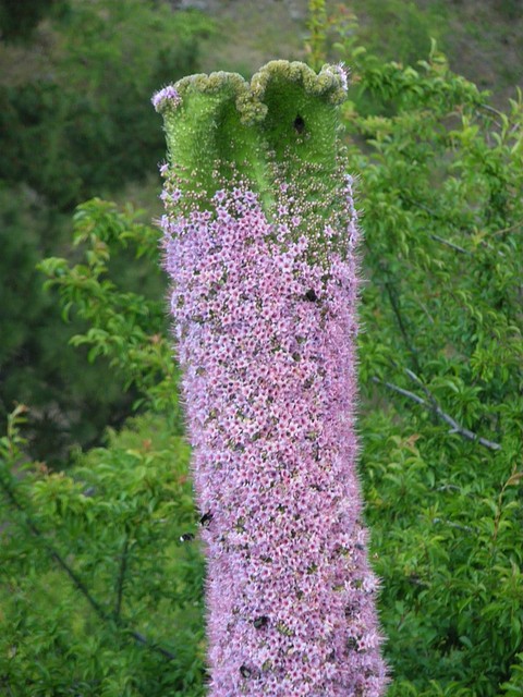 Tajinaste rosado