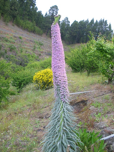 Tajinaste rosado