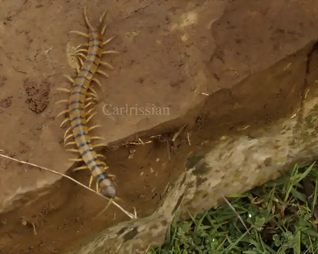 escolopendra copia