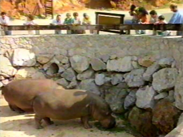 21-Hippopotamus 21-Hippopotamus