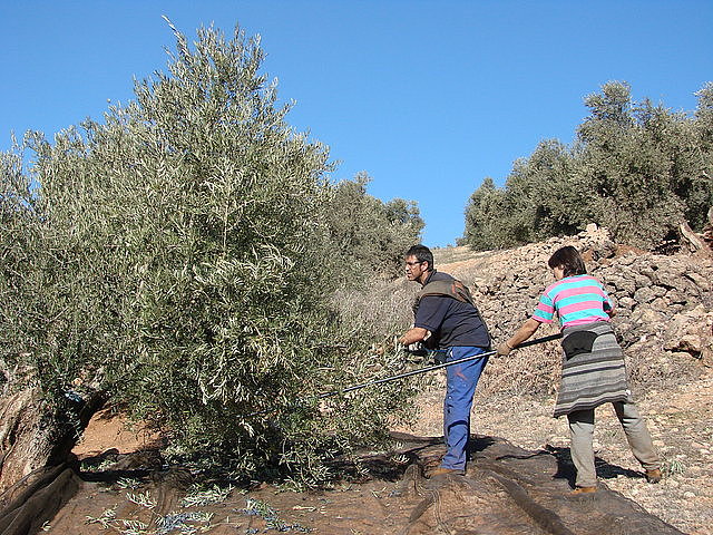 Juan Carlos y Cati vareando (Torrealver)