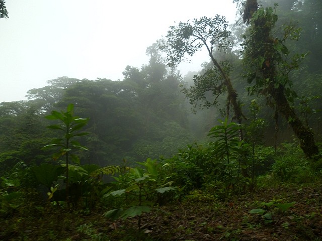 Monte Verde, Puntarenas, Costa Rica24